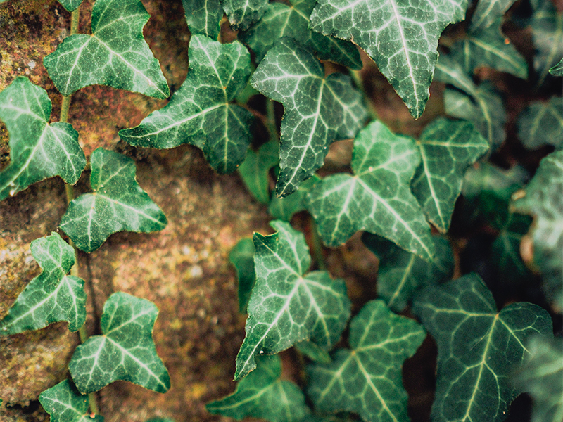 ivy plant blog